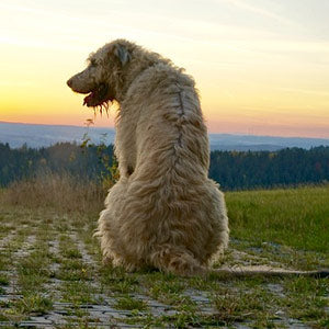 Halsumfang für die Hunderasse Irish Wolfhound