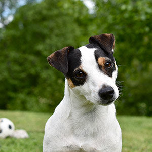 Jack Russell Terrier - Charakter & Größe
