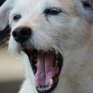 Halsumfang für die Hunderasse Parson Russell Terrier