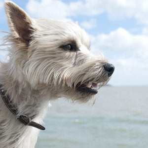 Halsumfang für die Hunderasse Cairn Terrier