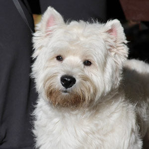 Halsumfang für die Hunderasse West Highland White Terrier