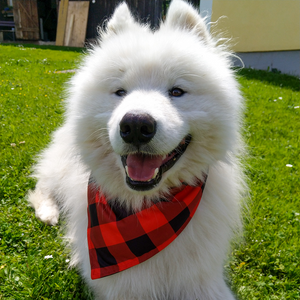 Buddy Bandana Hundehalstuch rot kariert für Shiba Inu, Labrador, Jack Russell und verschiedene Hunderassen